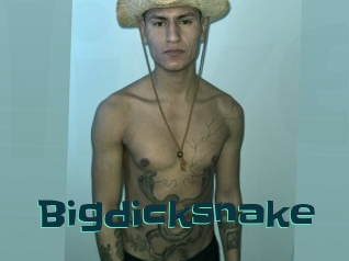 bigdicksnake Live Cams